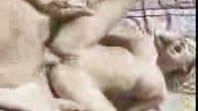Nóng khiêu dâm, không giấy đăng ký  Đồ lót phụ nữ và cạo. phim set nhat ban ko che Bất kỳ cậu bé của giấc mơ